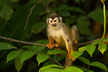 he Central American squirrel monkey (Saimiri oerstedii), also known as the red-backed squirrel monkey, is a squirrel monkey species from the Pacific coast of Costa Rica and Panama