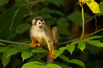 Naklejka na ściany i meble he Central American squirrel monkey (Saimiri oerstedii), also known as the red-backed squirrel monkey, is a squirrel monkey species from the Pacific coast of Costa Rica and Panama