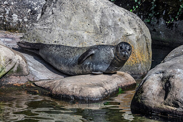 Common seal also known as harbor seal. Latin name - Phoca vitulina