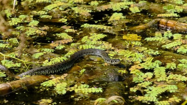 Portrait of Snake in Swamp Thickets and Algae, Close-up. Big Head of thick viper in the Water. Poisonous serpent in wild green nature. Head of snake peeps out of the water. The snake hunts in algae 4K