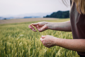 Farmer control quality of growth a wheat field. Woman agronomist inspecting cereal plant at her organic farm