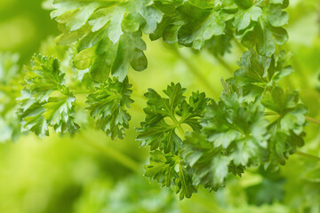 Fresh parsley with a selective focus on bright green leaves. Food background of flat-leaf parsley herb