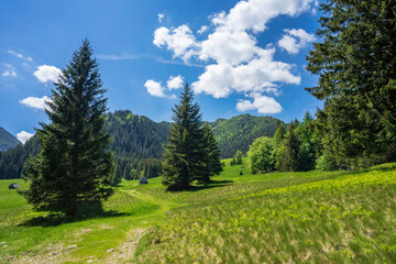Fototapeta na wymiar Green meadows on Kalatowki Glade. Tatra National Park.
