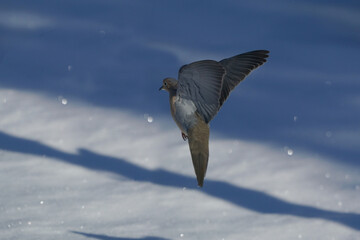 Mourning doves taking off in shadows with diamond like glinting snowflakes flying around
