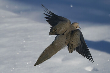 Mourning doves taking off in shadows with diamond like glinting snowflakes flying around