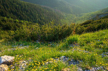 Mountain meadow with yellow flowers on Boczan. Western Tatras.
