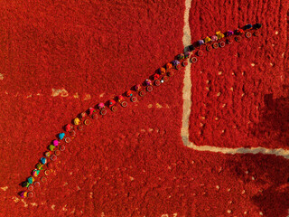 Aerial view of many people working in a red chilies field during the harvest, Bangladesh.