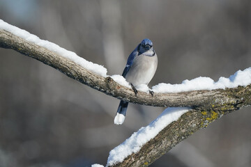 Blue jays fighting over food over feeder, flying, flapping and threatening each other for share of food, sunflower seeds or shelled peanuts with forest background