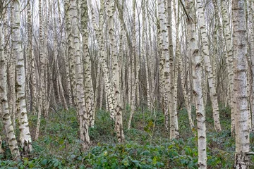 Papier Peint photo autocollant Bouleau Silver Birch Forest