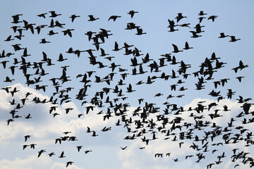 unzählige Wildgänse im Flug