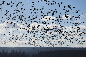 unzählige Wildgänse im Flug