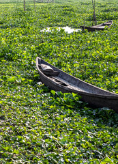 Abandoned old wooden boat parked on a water hyacinth covered riverbank