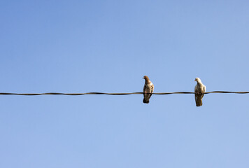 A pair of domestic pigeons sitting on an electric wire on the bright sunny day