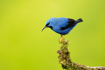 The shining honeycreeper (Cyanerpes lucidus) is a small bird in the tanager family. It is found in the tropical New World in Central America from southern Mexico to Panama 