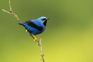 The shining honeycreeper (Cyanerpes lucidus) is a small bird in the tanager family. It is found in the tropical New World in Central America from southern Mexico to Panama 