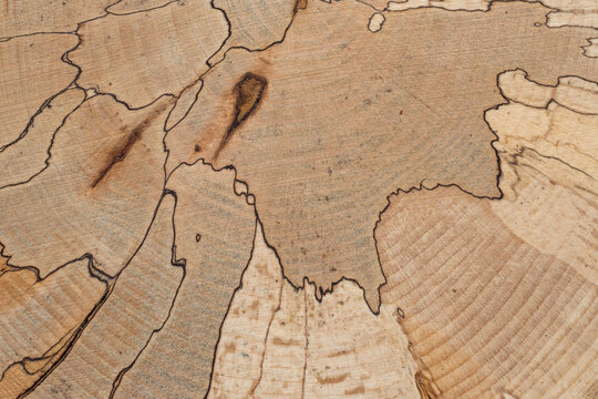 Spalted beech. Tree internal structure of a beech tree trunk with distinct black lines created during the spalting process