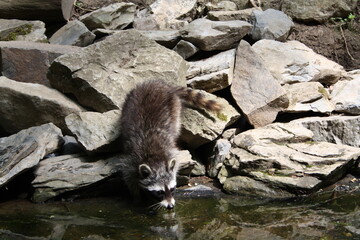 Obraz premium Trinkender Waschbär an einem Teich umrahmt von grauen Felsen