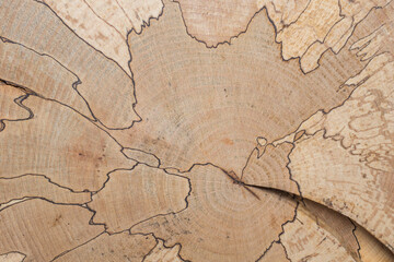 The black lines across a beech tree trunk. Pattern in nature. Tree anatomy. Wood coloration by fungi