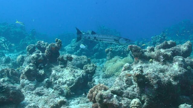 Seascape with Great Barracuda in the coral reef of Caribbean Sea, Curacao