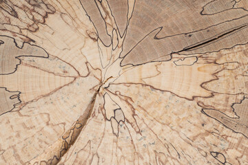 The concentric pattern of polished beech tree cross-section. Wood coloration caused by fungi....