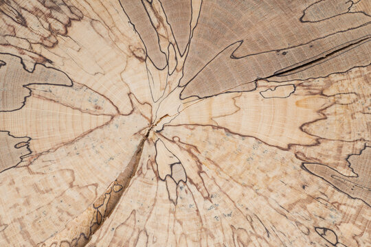 The concentric pattern of polished beech tree cross-section. Wood coloration caused by fungi. Natural patterned background with visible spalting process