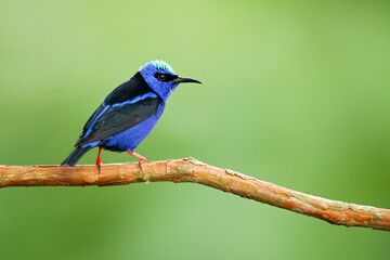 The red-legged honeycreeper (Cyanerpes cyaneus) is a small songbird species in the tanager family (Thraupidae).