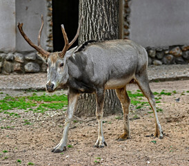 Pere David`s deer male. Latin name - Elaphurus davidianus. These animals are exterminated in the...