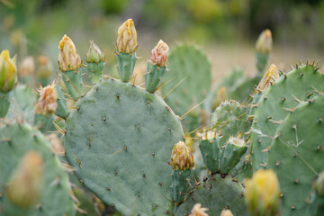 Prickly pear cactus with yellow blooms during spring season.