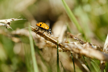 Insect isolated on blurred background closeup during spring season.
