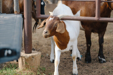 Boer goat under pen gate on farm.