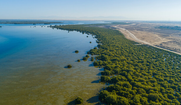 Aerial view of Mangrove Beach in marshland in Umm al-Quwain, United Arab Emirates.