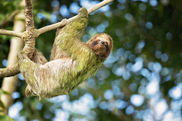 The brown-throated sloth (Bradypus variegatus) is a species of three-toed sloth found in the...