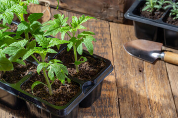 Vegetables seedling in black pots. Tomato sprouts on wooden background. Gardening concept, springtime.
