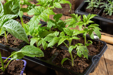 Vegetables seedling in black pots. Paprika pepper, rosemary and tomato sprout on wooden background. Gardening concept, springtime.
