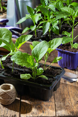 Vegetables seedling in black pots.Eggplant and paprika pepper sprouts on wooden background. Gardening concept, springtime.