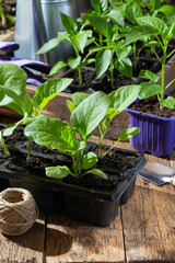 Vegetables seedling in black pots.Eggplant and paprika pepper sprouts on wooden background....