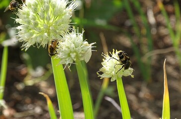 bumblebee and beetle on the bow