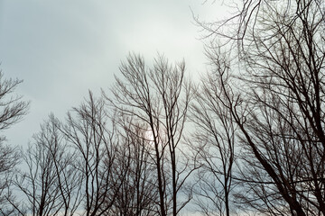 Trees without foliage against the sky