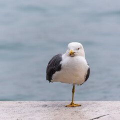 Möve auf einem Bein stehend