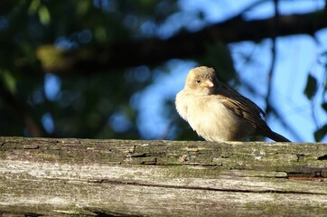 sparrow on a fence