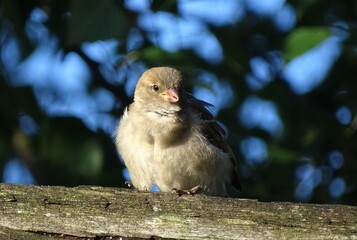 blackbird