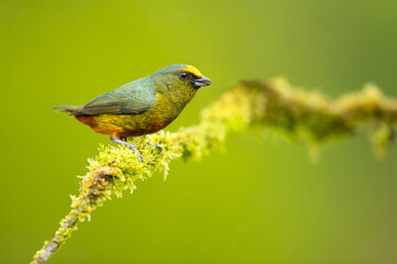 The olive-backed euphonia (Euphonia gouldi) is a small passerine bird in the finch family. Taken in Costa Rica