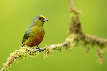 The olive-backed euphonia (Euphonia gouldi) is a small passerine bird in the finch family. Taken in Costa Rica
