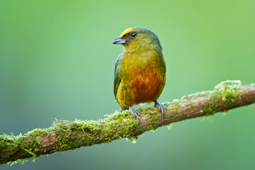 The olive-backed euphonia (Euphonia gouldi) is a small passerine bird in the finch family. Taken in...