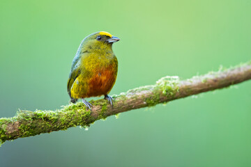 The olive-backed euphonia (Euphonia gouldi) is a small passerine bird in the finch family. Taken in Costa Rica