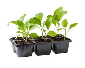 Eggplant seedling in black pots. Aubergine sprouts isolated on white background. Gardening concept,...