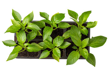 Paprika seedling in black pots. Pepper sprout isolated on white background. Top view. Gardening concept, springtime.