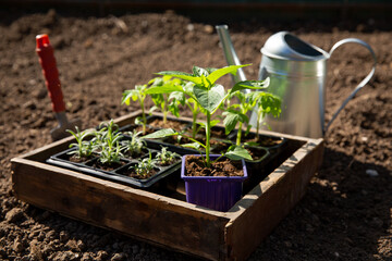 Wooden tray with vegetable seedling in pots on garden bed. Tomato, pepper  and rosemary sprouts ready to land. Planting seedlings in open ground. Gardening concept, springtime.