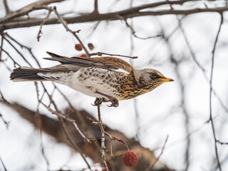 Fieldfare sitting on the bush and feeding on wild red apples in winter or early spring time.