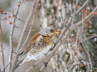 Fieldfare sitting on the bush and feeding on wild red apples in winter or early spring time.
